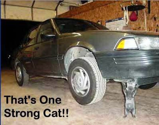 Strong Cat